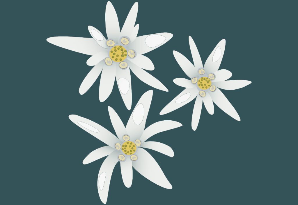 Why There Is A Flower In The Logo Blog post